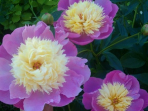 Peonies - My favourite June flower